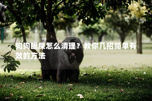 狗狗眼屎怎么清理？教你几招简单有效的方法