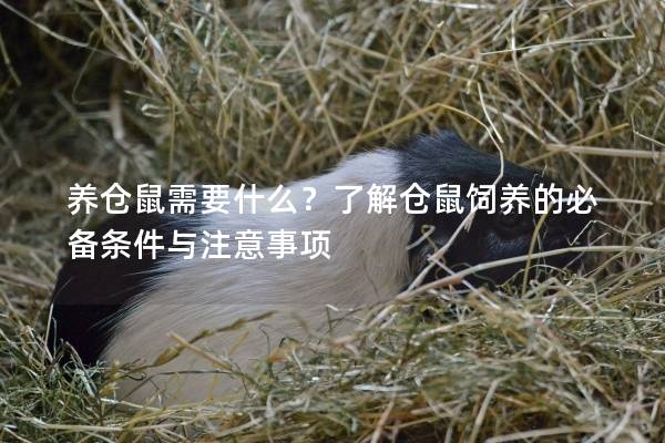 养仓鼠需要什么？了解仓鼠饲养的必备条件与注意事项