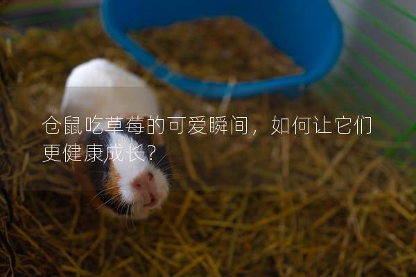 仓鼠吃草莓的可爱瞬间，如何让它们更健康成长？