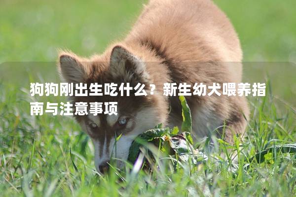 狗狗刚出生吃什么？新生幼犬喂养指南与注意事项