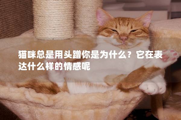 猫咪总是用头蹭你是为什么？它在表达什么样的情感呢