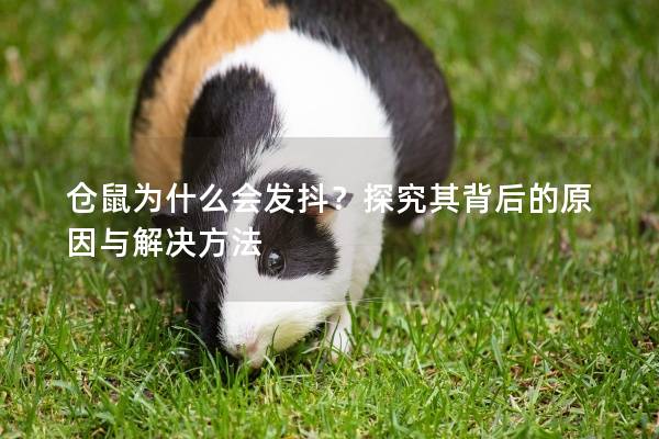 仓鼠为什么会发抖？探究其背后的原因与解决方法