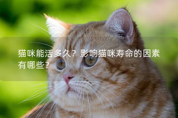 猫咪能活多久?影响猫咪寿命的因素有哪些? 猫咪能活多久?影响猫咪寿命的因素有哪些?