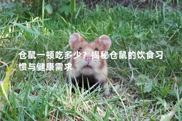 仓鼠一顿吃多少？揭秘仓鼠的饮食习惯与健康需求