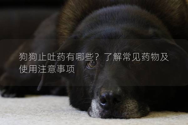 狗狗止吐药有哪些？了解常见药物及使用注意事项