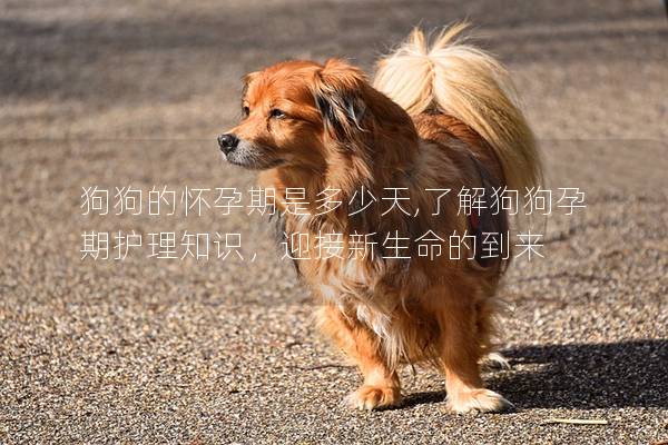 狗狗的怀孕期是多少天,了解狗狗孕期护理知识，迎接新生命的到来