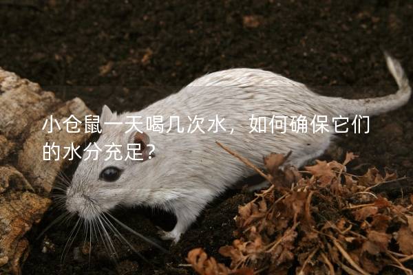 小仓鼠一天喝几次水，如何确保它们的水分充足？