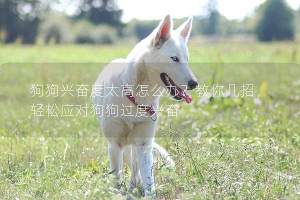 狗狗兴奋度太高怎么办？教你几招，轻松应对狗狗过度兴奋
