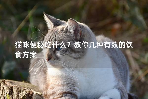 猫咪便秘吃什么?教你几种有效的饮食方案 猫咪便秘吃什么?教你几种有效的饮食方案