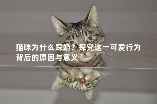 猫咪为什么踩奶？探究这一可爱行为背后的原因与意义