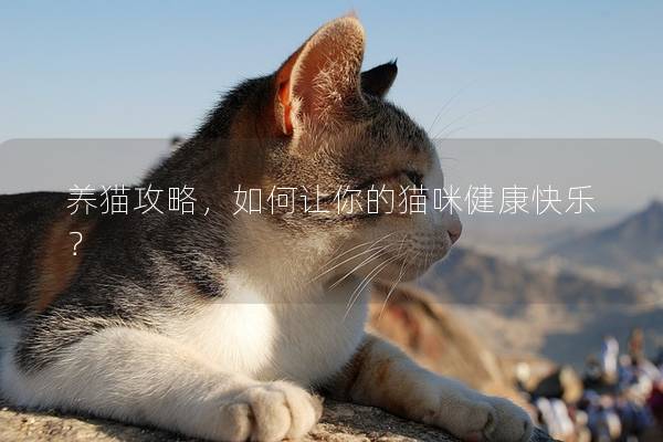 养猫攻略,如何让你的猫咪健康快乐? 养猫攻略,如何让你的猫咪健康快乐?