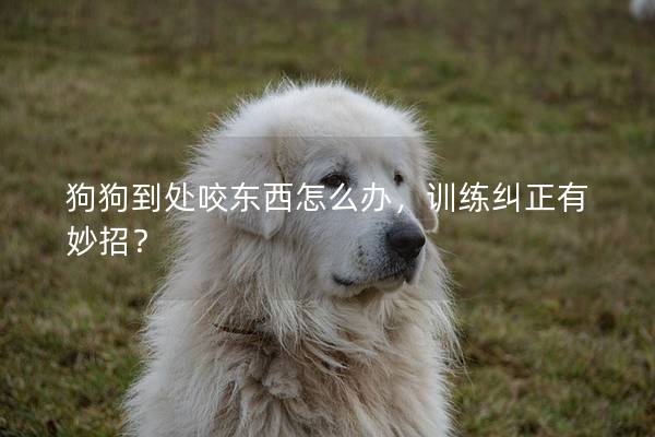 狗狗到处咬东西怎么办，训练纠正有妙招？