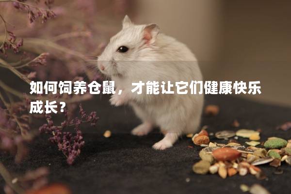如何饲养仓鼠，才能让它们健康快乐成长？