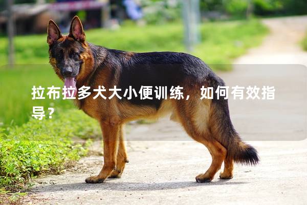 拉布拉多犬大小便训练,如何有效指导? 拉布拉多犬大小便训练,如何有效指导?