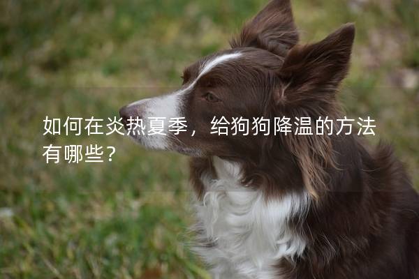 如何在炎热夏季，给狗狗降温的方法有哪些？