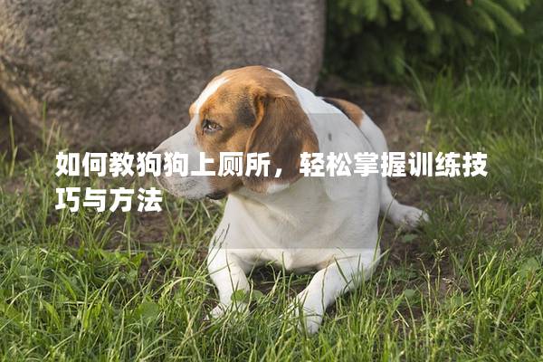 如何教狗狗上厕所，轻松掌握训练技巧与方法