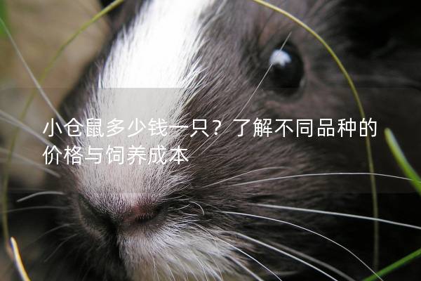 小仓鼠多少钱一只？了解不同品种的价格与饲养成本