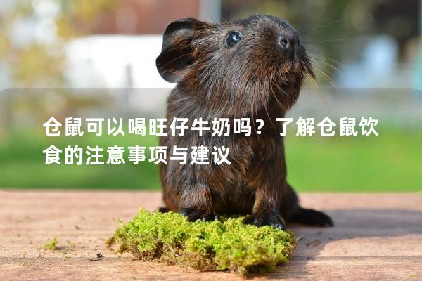 仓鼠可以喝旺仔牛奶吗？了解仓鼠饮食的注意事项与建议