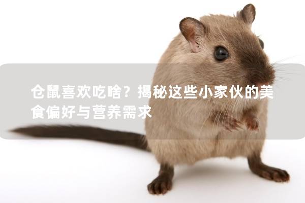 仓鼠喜欢吃啥？揭秘这些小家伙的美食偏好与营养需求