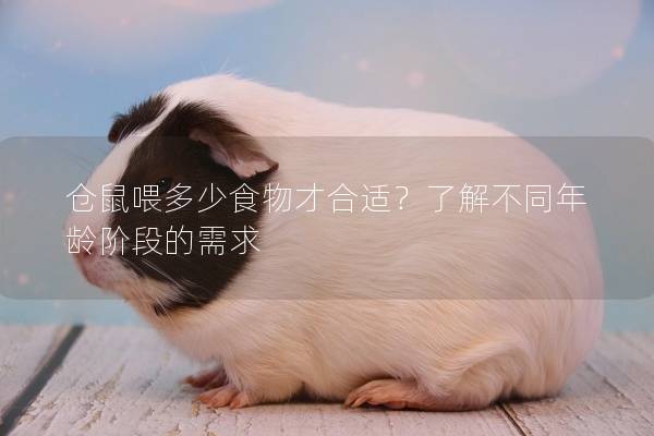 仓鼠喂多少食物才合适？了解不同年龄阶段的需求