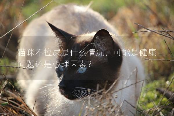 猫咪不拉屎是什么情况，可能是健康问题还是心理因素？