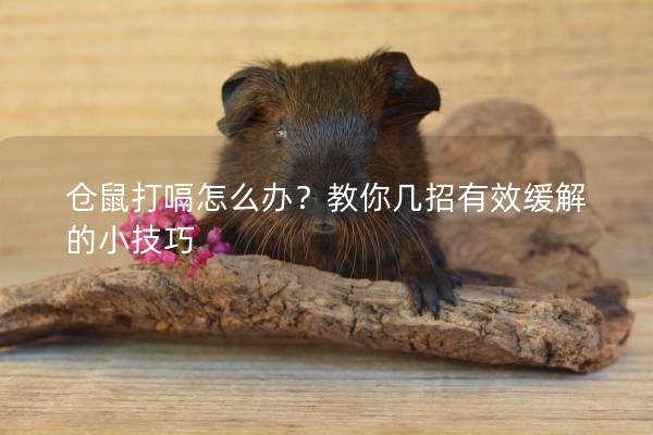 仓鼠打嗝怎么办？教你几招有效缓解的小技巧