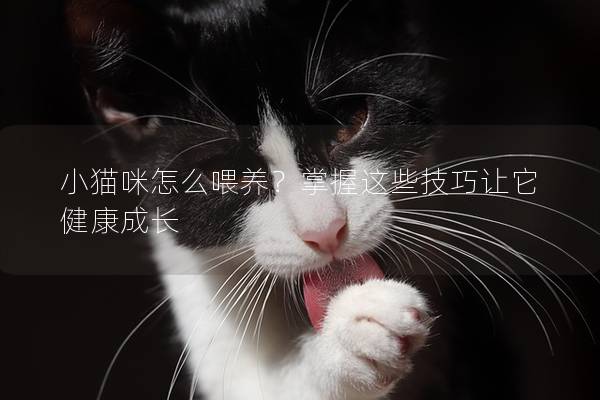 小猫咪怎么喂养？掌握这些技巧让它健康成长