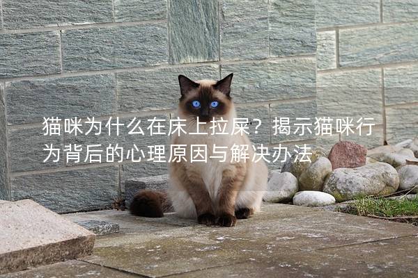 猫咪为什么在床上拉屎？揭示猫咪行为背后的心理原因与解决办法