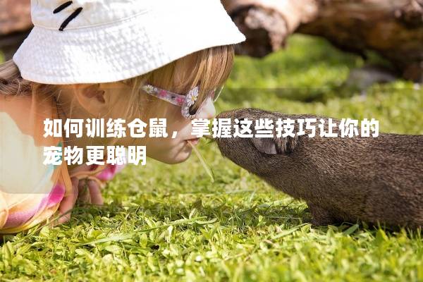 如何训练仓鼠,掌握这些技巧让你的宠物更聪明 如何训练仓鼠,掌握这些技巧让你的宠物更聪明