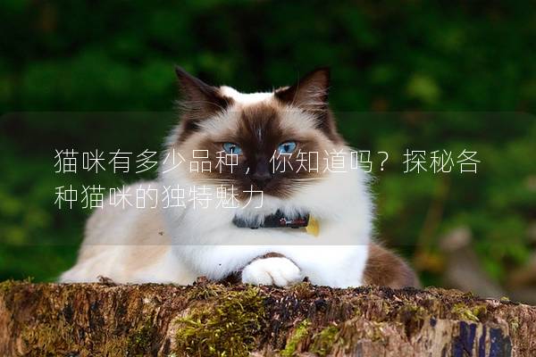 猫咪有多少品种,你知道吗?探秘各种猫咪的独特魅力 猫咪有多少品种,你知道吗?探秘各种猫咪的独特魅力