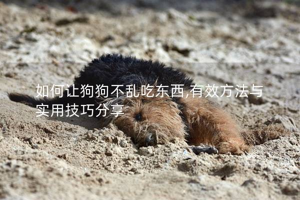 如何让狗狗不乱吃东西,有效方法与实用技巧分享