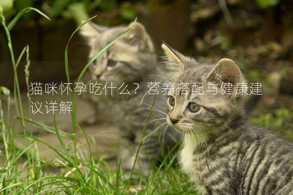 猫咪怀孕吃什么？营养搭配与健康建议详解