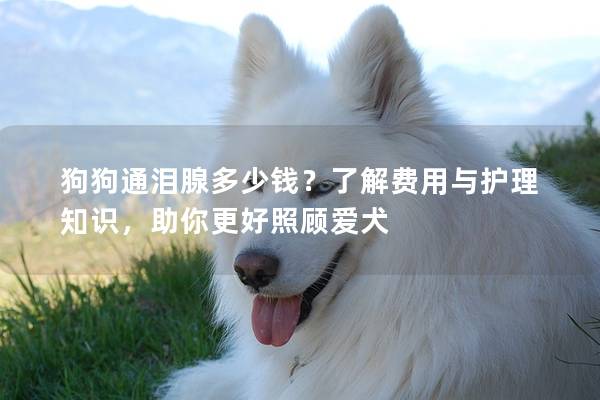 狗狗通泪腺多少钱？了解费用与护理知识，助你更好照顾爱犬