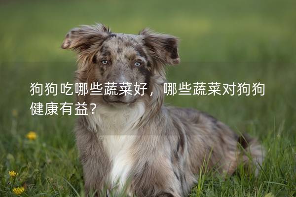 狗狗吃哪些蔬菜好，哪些蔬菜对狗狗健康有益？