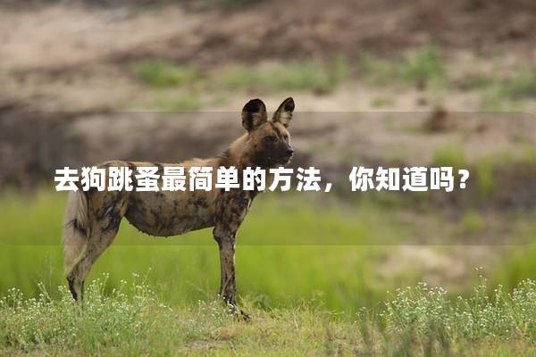 去狗跳蚤最简单的方法，你知道吗？