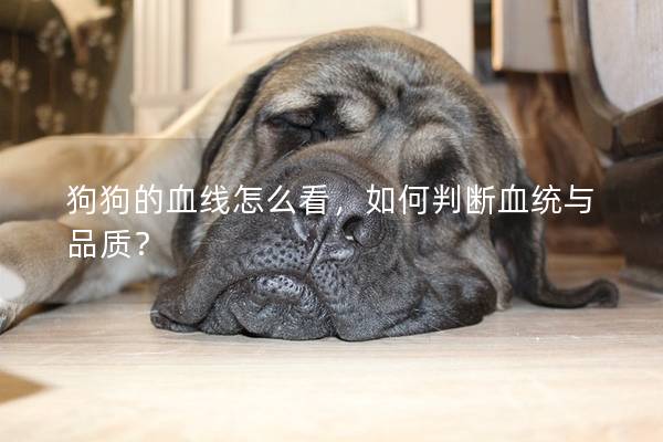 狗狗的血线怎么看，如何判断血统与品质？