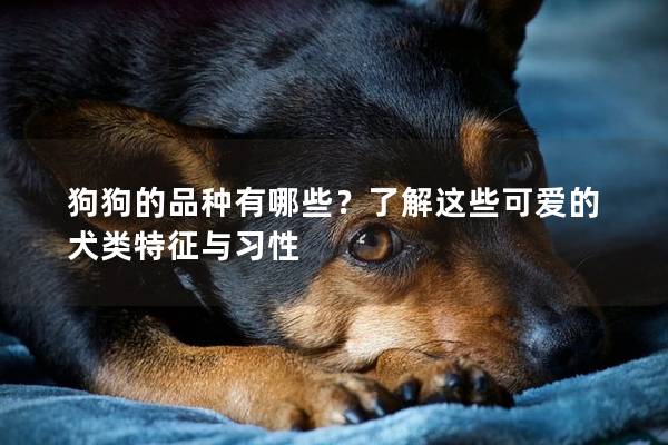 狗狗的品种有哪些？了解这些可爱的犬类特征与习性