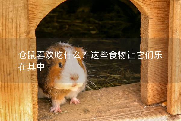 仓鼠喜欢吃什么？这些食物让它们乐在其中