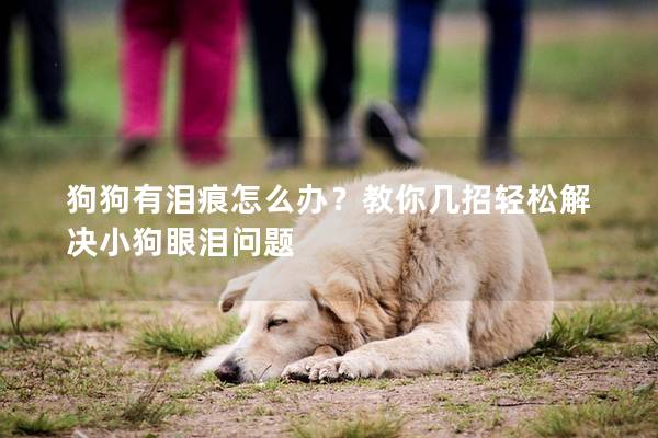 狗狗有泪痕怎么办?教你几招轻松解决小狗眼泪问题 狗狗有泪痕怎么办?教你几招轻松解决小狗眼泪问题