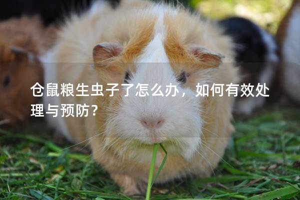 仓鼠粮生虫子了怎么办，如何有效处理与预防？