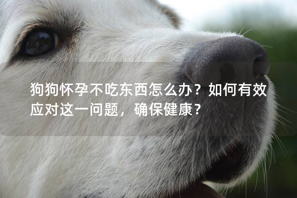 狗狗怀孕不吃东西怎么办？如何有效应对这一问题，确保健康？