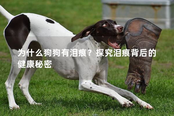 为什么狗狗有泪痕?探究泪痕背后的健康秘密 为什么狗狗有泪痕?探究泪痕背后的健康秘密
