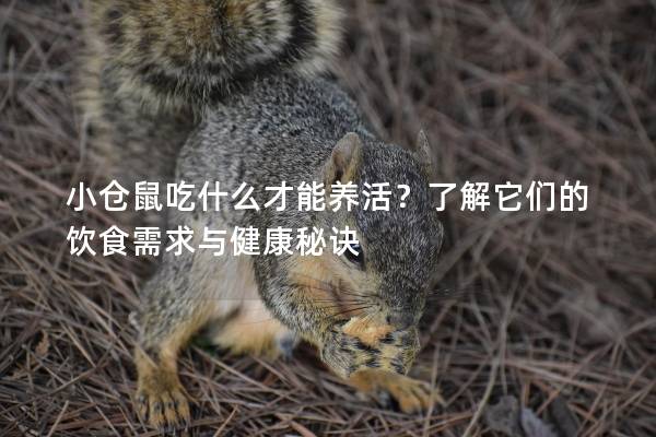 小仓鼠吃什么才能养活？了解它们的饮食需求与健康秘诀