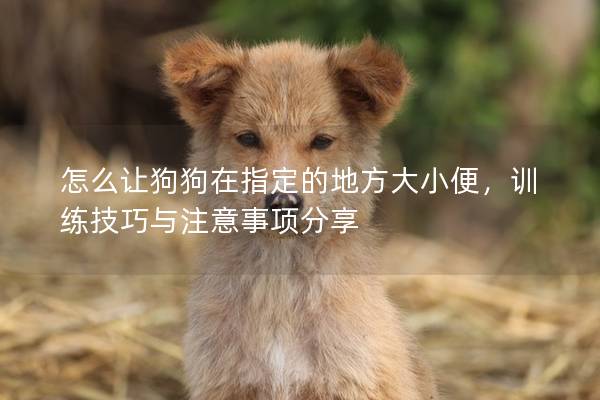 怎么让狗狗在指定的地方大小便，训练技巧与注意事项分享