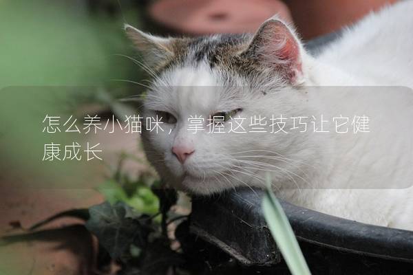 怎么养小猫咪,掌握这些技巧让它健康成长 怎么养小猫咪,掌握这些技巧让它健康成长