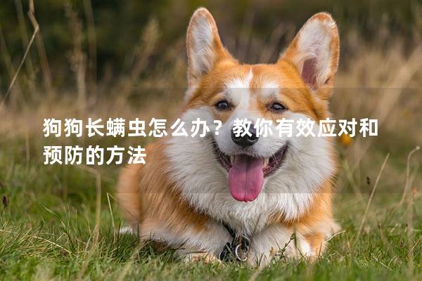 狗狗长螨虫怎么办？教你有效应对和预防的方法