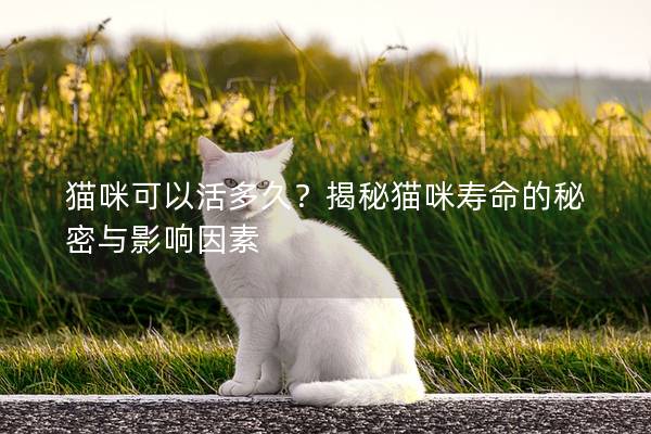 猫咪可以活多久?揭秘猫咪寿命的秘密与影响因素 猫咪可以活多久?揭秘猫咪寿命的秘密与影响因素