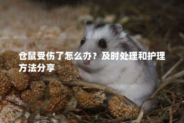 仓鼠受伤了怎么办？及时处理和护理方法分享
