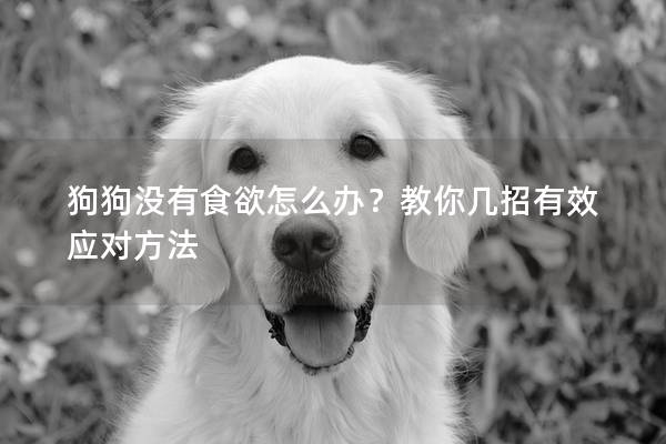 狗狗没有食欲怎么办？教你几招有效应对方法