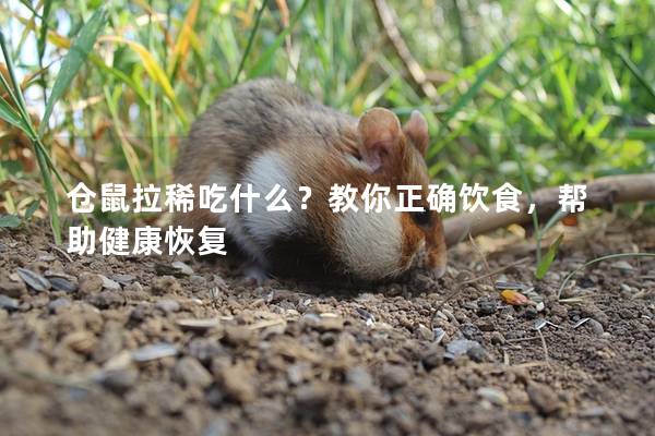 仓鼠拉稀吃什么？教你正确饮食，帮助健康恢复